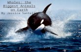 Whales: the Biggest Animals on Earth By Jessica Santella.