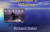Adelina’s Whales Text and Photos by Richard SobolRichard Sobol.