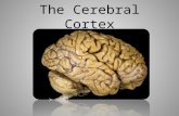 The Cerebral Cortex. Cerebral Cortex Cerebral Cortex – the interconnected neural cells that form the cerebral hemispheres This is the body’s ultimate.