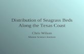 Distribution of Seagrass Beds Along the Texas Coast Chris Wilson Marine Science Institute.