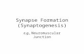 Synapse Formation (Synaptogenesis) e.g., Neuromuscular Junction.