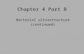 Chapter 4 Part B Bacterial ultrastructure (continued)