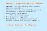 Meiosis - Reproductive Cell Division Meiosis = cell division during which sex cells (gametes) are produced Remember: sex cells contain half the number.