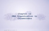 Copyright © 2009 Pearson Education, Inc. Chapter 12 DNA Organization in Chromosomes Copyright © 2009 Pearson Education, Inc.