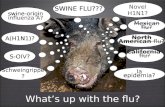 What’s up with the flu? Novel H1N1? SWINE FLU??? Mexican flu? swine-origin influenza A? A(H1N1)? S-OIV? North American flu? California flu? Schweingrippe.