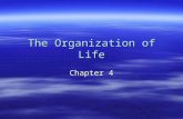 The Organization of Life Chapter 4. Ecosystems  Ecosystem- all the organisms living in an area together with their physical environment.  Ecosystems.