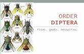 ORDER DIPTERA Flies, gnats, mosquitos…. DIPTERA Di: two Ptera: wings Complete development Chewing (larva) Sponging or piercing sucking (adult)