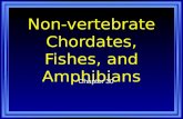 Non-vertebrate Chordates, Fishes, and Amphibians Chapter 30.