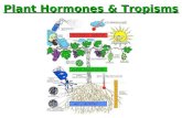 Plant Hormones & Tropisms. Plant hormones “Hormone” was first used to describe substances in animals –“a substance produced in a gland that circulates.