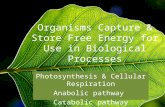 Organisms Capture & Store Free Energy for Use in Biological Processes Photosynthesis & Cellular Respiration Anabolic pathway Catabolic pathway.