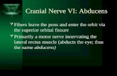 Cranial Nerve VI: Abducens  Fibers leave the pons and enter the orbit via the superior orbital fissure  Primarily a motor nerve innervating the lateral.