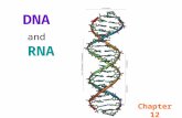 DNA and RNA Chapter 12. Types of Nucleic Acids DNA (Deoxyribose Nucleic Acid) RNA (Ribose Nucleic Acid)