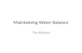 Maintaining Water Balance The Kidneys. Homeostasis Regulation of a stable internal environment no matter where we are or what we do… We put our bodies.