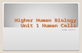 Higher Human Biology Unit 1 Human Cells Stem Cells.