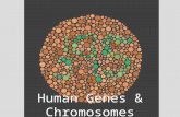 Human Genes & Chromosomes. Human Genetic Disorders Nondisjunction is a cause of some human genetic disorders –In nondisjunction, the members of a chromosome.