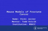 Mouse Models of Prostate Cancer Name: Vicki Javier Mentor: Todd Hricik Institution: MSKCC.