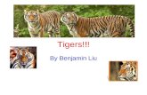 Tigers!!! By Benjamin Liu. What Are Tigers??? Tigers are a type of cat. Their habitats are in the grassland, desert, savanna. They are carnivores that.