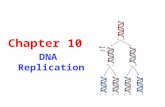 Chapter 10 DNA Replication. Function of DNA: DNA is the carrier of genetic information in chromosome.