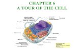 CHAPTER 6 A TOUR OF THE CELL  Cytology: science/study of cells  Light microscopy resolving power~ measure of clarity  Electron microscopy TEM ~ electron.