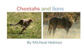 Cheetahs and lions By Micheal Holmes. Cheetah facts Cheetahs are the fastest animals in the world Scientific name is Acinonyx Jubatas Rank is species.