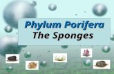 Phylum Porifera The Sponges. Porifera Vocabulary 1.Sponge7.spicule 2.Sessile8.filter feeding 3.Choanocyte9.amoebocyte 4.Ostium10.gemmule 5.Osculum11.regeneration.