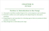 CHAPTER 31 FUNGI Section A: Introduction to the Fungi 1.Absorptive nutrition enables fungi to live as decomposers and symbionts 2. Extensive surface area.