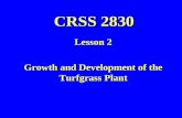 CRSS 2830 Lesson 2 Growth and Development of the Turfgrass Plant.