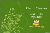 Plant Classes and Life Cycles Plant Science. Classification of Plants Four Major Groups 1.gymnosperms 2.angiosperms 3.mosses 4.ferns 2.
