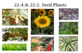 22-4 & 22-5 Seed Plants. Seed Plants Divided into two groups: –Gymnosperms – have seeds directly on surfaces of cones –Angiosperms – have seeds within.
