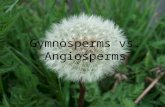 Gymnosperms vs. Angiosperms. Exposed Seed Plants (Gymnosperms) vs. Flowering Plants (Angiosperms) Gymnosperms – bear seeds directly on surfaces of cones.