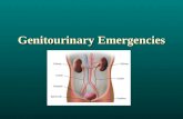 Genitourinary Emergencies. ASSESSMENT Primary Survey Primary Survey Secondary Survey Secondary Survey.