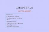 CHAPTER 23 Circulation Overview: -Circulatory System -Cardiovascular System -Heart -Blood vessels -Circadian Cycle & ECG -Blood pressure -Blood components.