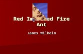 Red Imported Fire Ant Red Imported Fire Ant James Wilhelm.