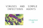 Chapter 19 VIRUSES AND SIMPLE INFECTIOUS AGENTS. 1) 1892, use porcelain filter to filterize tobacco leaves extrat  filterable agent 2) 1898, Martinus.