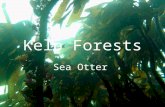 Kelp Forests Sea Otter. Facts West coast of North America Kelp are large brown algae Grow in dense groupings much like a forest grow in dense groupings.