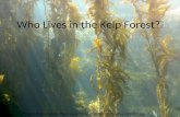 Who Lives in the Kelp Forest? .