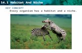 14.1 Habitat And Niche KEY CONCEPT Every organism has a habitat and a niche.