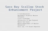 Saco Bay Scallop Stock Enhancement Project A Collaboration: Northwest Atlantic Marine Alliance Local fishermen University of New England Maine Sea Grant.