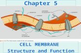 Chapter 5 CELL MEMBRANE Structure and Function. Chapter 5 At a Glance 5.1 How Is the Structure of the Cell Membrane Related to Its Function? 5.2 How Do.