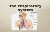 The respiratory system.  Humans breathe air into paired lungs through the nose and mouth during inspiration.  Whilst air is in the lungs gaseous exchange.