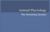 The Breathing System.  Mammals have two large lungs in their thorax.  There are spongy in texture and each have two lobes.  They are positioned behind.