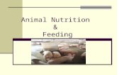 Animal Nutrition & Feeding. Nutrition The process by which animals eat and use food. Proper animal Nutrition 1. Increases feed efficiency 2. Increase.
