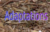 Adaptations  Defined: Any trait that aids the chances of survival and reproduction  Increases an organisms fitness to the environment  Increases.