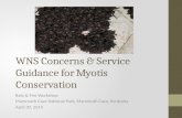 WNS Concerns & Service Guidance for Myotis Conservation Bats & Fire Workshop Mammoth Cave National Park, Mammoth Cave, Kentucky April 30, 2014.