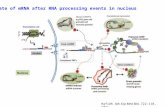 Fate of mRNA after RNA processing events in nucleus Hafidh Adv Exp Med Biol. 722:118, 2011.