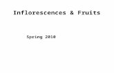 Inflorescences & Fruits Spring 2010. What is an inflorescence? Harris & Harris = The flowering part of a plant; a flower cluster; the arrangement of flowers.