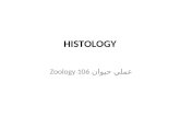 HISTOLOGY عملي حيوان Zoology 106 Biological tissue is a group of cells that perform a similar function.cells Cells-->tissues-->organ-->system-->individual.