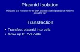 Plasmid Isolation Using this as a reference for the DNA plasmid isolation protocol will help you along the way Transfection Transfect plasmid into cells.