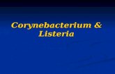 Corynebacterium & Listeria. Gram positive bacilli Spore-forming gram positive bacilli Spore-forming gram positive bacilli 1. Bacillus species 2. Clostridium.