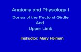 Anatomy and Physiology I Bones of the Pectoral Girdle And Upper Limb Instructor: Mary Holman.